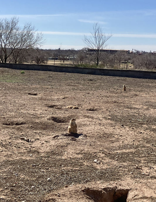 Lubbock, TX | Feb 2024 | Road Trip Reflections