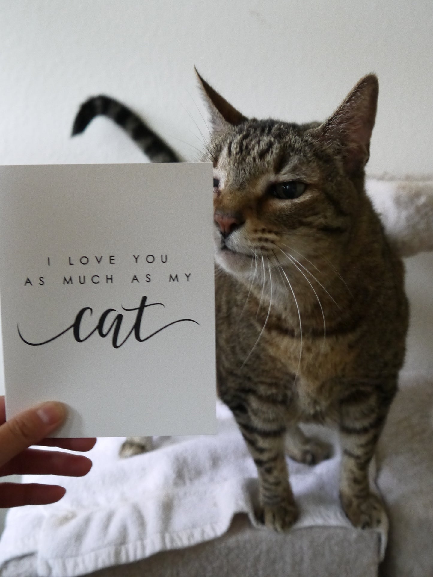 MOVING SALE I Love You As Much As My Cat ONLY 1