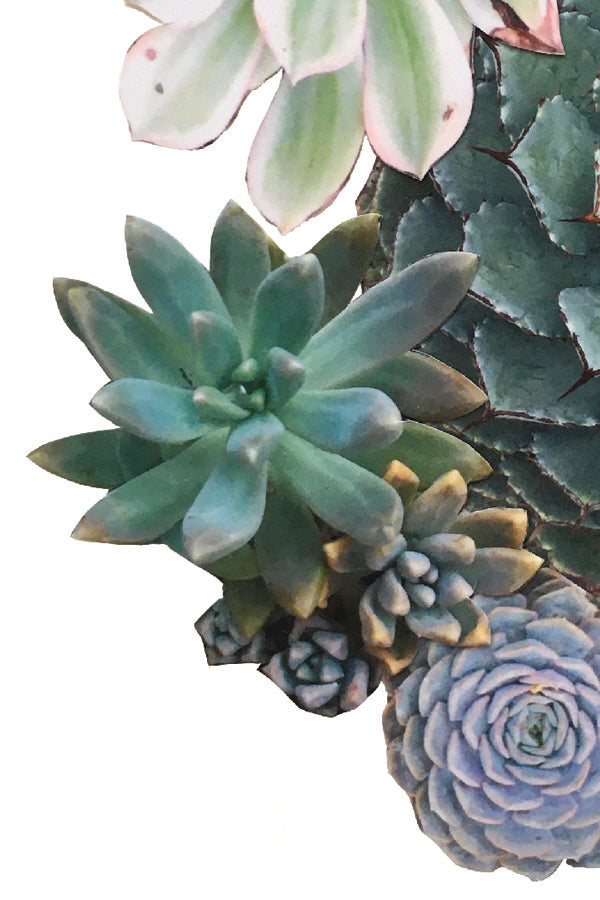Bee Succulent Collage Print