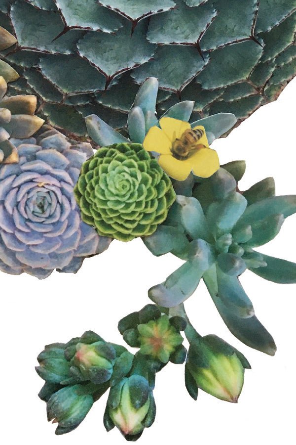 Bee Succulent Collage Print