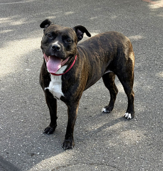 Help Chanel Find Her Forever Home!